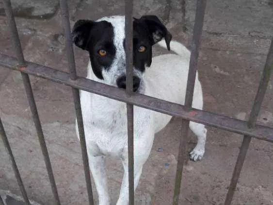 Cachorro ra a SRD idade 1 ano nome Nina