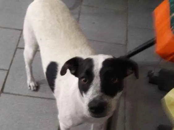 Cachorro ra a SRD idade 1 ano nome Nina