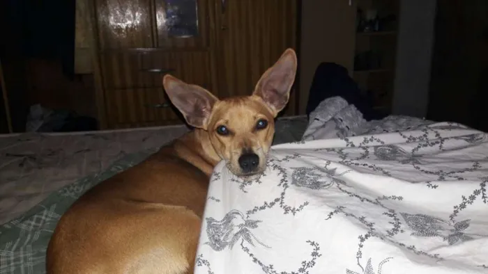 Cachorro ra a Vira lata com pincher idade 2 anos nome Múh