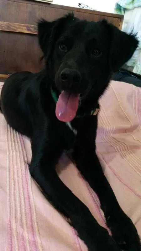 Cachorro ra a SRD idade  nome Preto