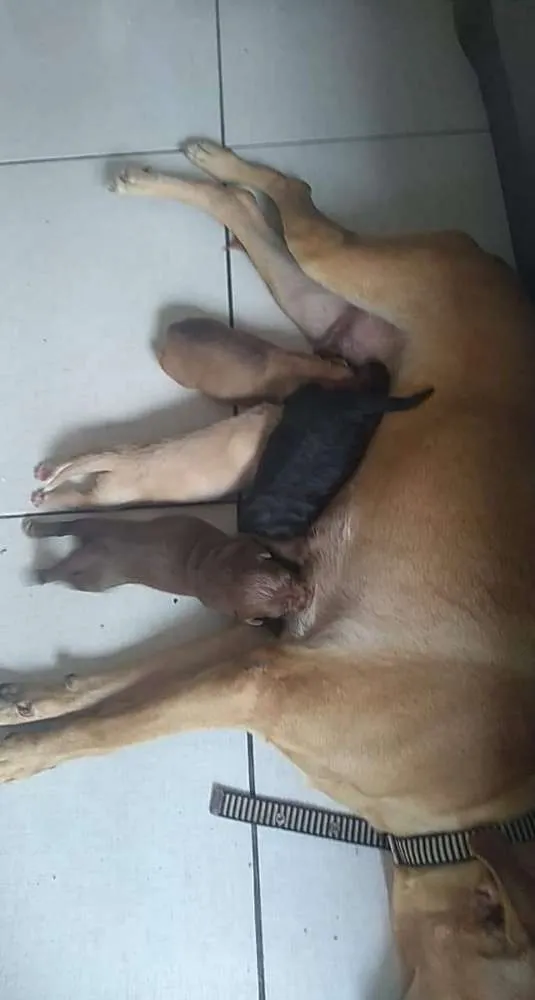 Cachorro ra a Vira lata idade 3 anos nome Jade