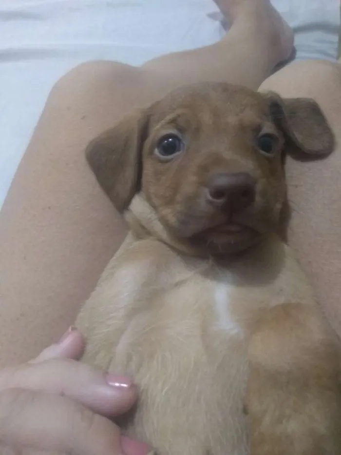 Cachorro ra a Vira lata idade Abaixo de 2 meses nome Raquel