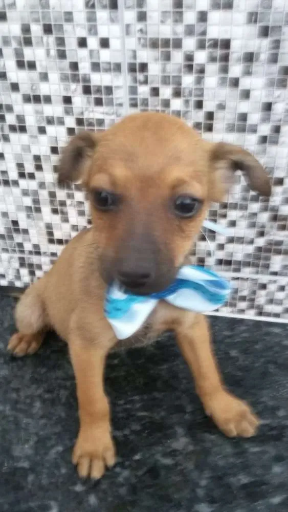 Cachorro ra a Vira lata idade 2 a 6 meses nome Penélope Fred