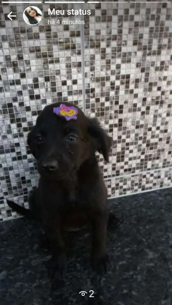 Cachorro ra a Vira lata idade 2 a 6 meses nome Penélope Fred