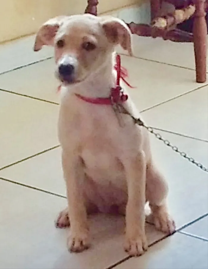 Cachorro ra a Mestiça  idade 2 a 6 meses nome Luly 