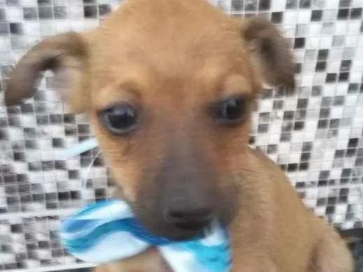 Cachorro ra a Vira lata idade 2 a 6 meses nome Penélope Fred