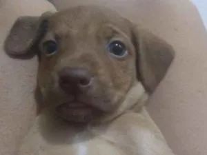 Cachorro raça Vira lata idade Abaixo de 2 meses nome Raquel