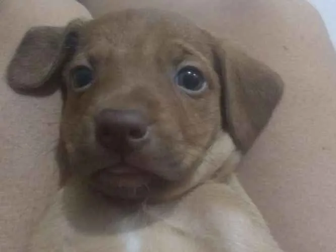 Cachorro ra a Vira lata idade Abaixo de 2 meses nome Raquel