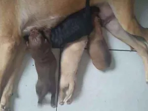 Cachorro raça Vira lata idade 3 anos nome Jade