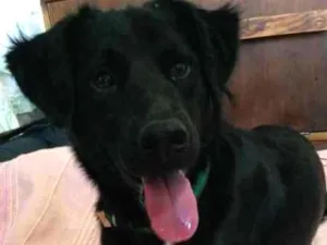 Cachorro raça SRD idade  nome Preto