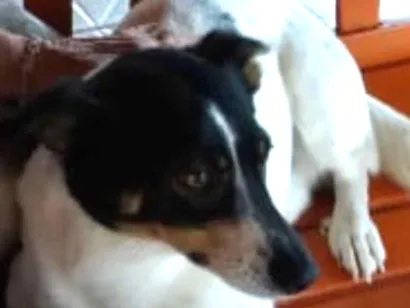 Cachorro raça Vira-lata idade 5 anos nome Rony
