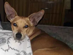 Cachorro raça Vira lata com pincher idade 2 anos nome Múh