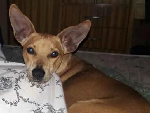 Cachorro ra a Vira lata com pincher idade 2 anos nome Múh