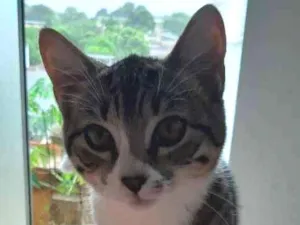 Gato raça Não tem idade 1 ano nome Abigail 