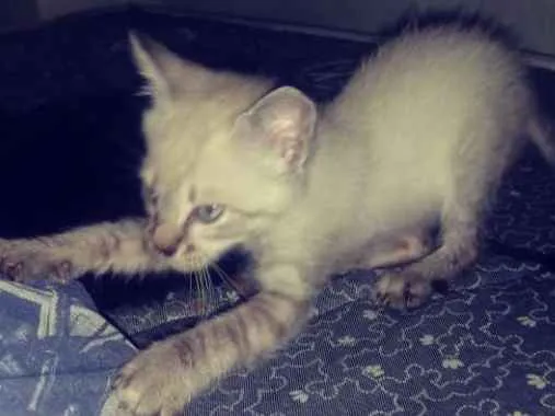 Gato ra a  idade Abaixo de 2 meses nome Ainda sem nome