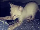 Gato raça  idade Abaixo de 2 meses nome Ainda sem nome