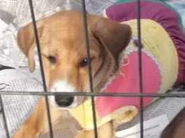 Cachorro raça SRD idade 1 ano nome Nao escolhido