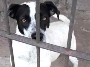 Cachorro raça SRD idade 1 ano nome Nina
