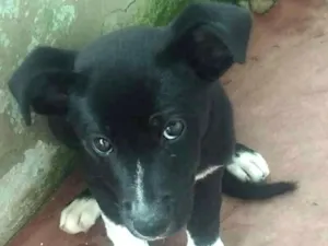 Cachorro raça vira-lata idade Abaixo de 2 meses nome Tom