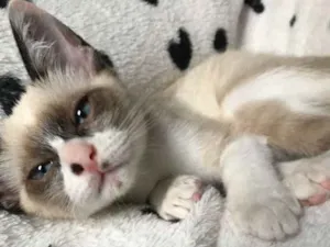Gato raça SRD idade 2 a 6 meses nome Jorel/Irmão do Jorel