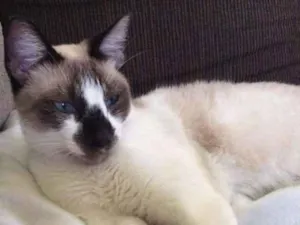Gato raça Siamês idade 2 a 6 meses nome Alberto
