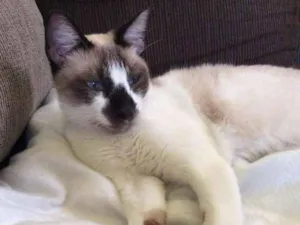 Gato raça Siamês idade 2 a 6 meses nome Alberto