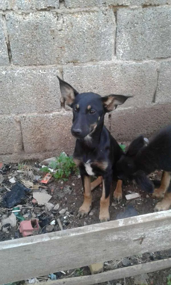Cachorro ra a Pastor alemão  idade 2 a 6 meses nome Nina