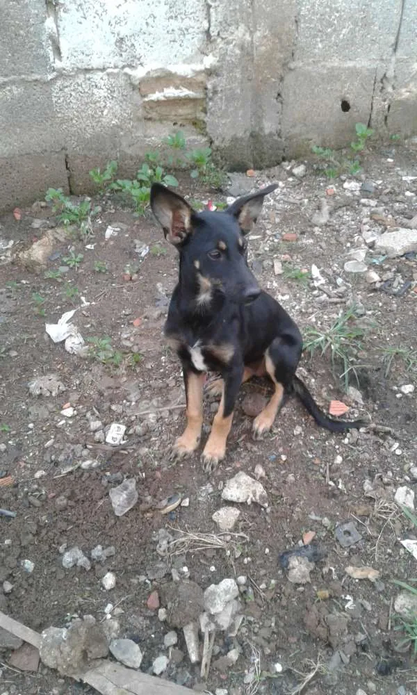 Cachorro ra a Pastor alemão  idade 2 a 6 meses nome Nina