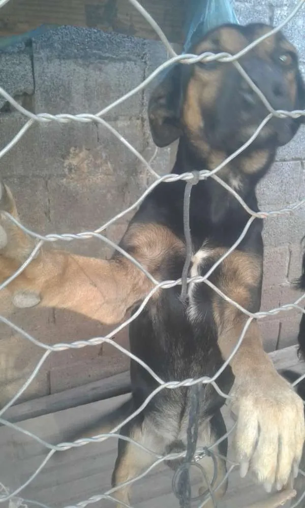 Cachorro ra a Pastor alemão  idade 2 anos nome Fred