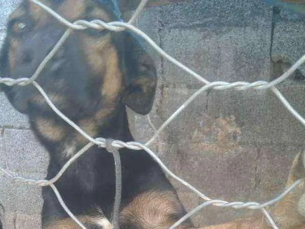 Cachorro ra a Pastor alemão  idade 2 anos nome Fred