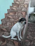 Perola 
