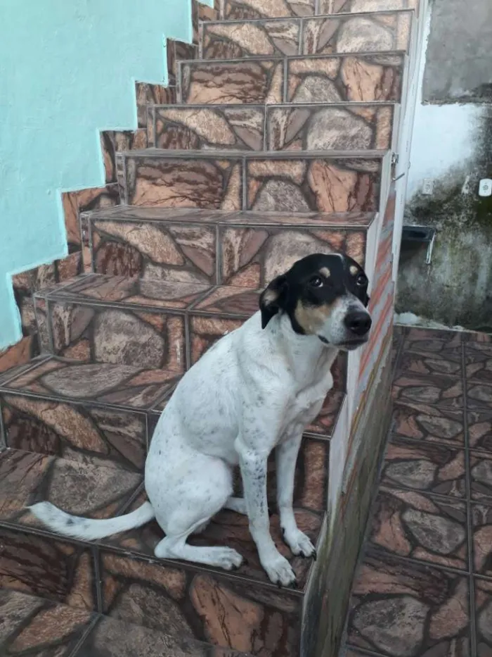 Cachorro ra a Viralata idade 1 ano nome Perola 