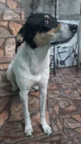Perola 