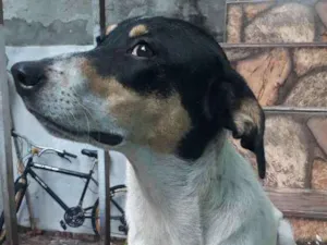 Cachorro raça Viralata idade 1 ano nome Perola 