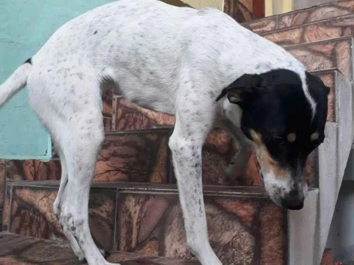 Cachorro ra a Viralata idade 1 ano nome Perola 