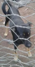 Caninona