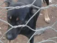 Caninona