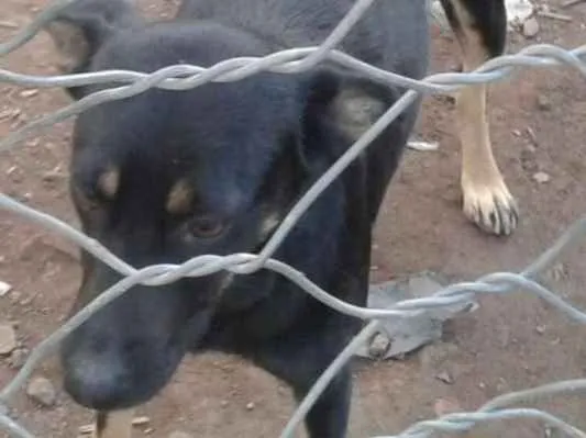 Cachorro ra a Pastor alemão  idade 2 anos nome Caninona