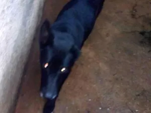 Cachorro raça SRD idade 6 ou mais anos nome Max