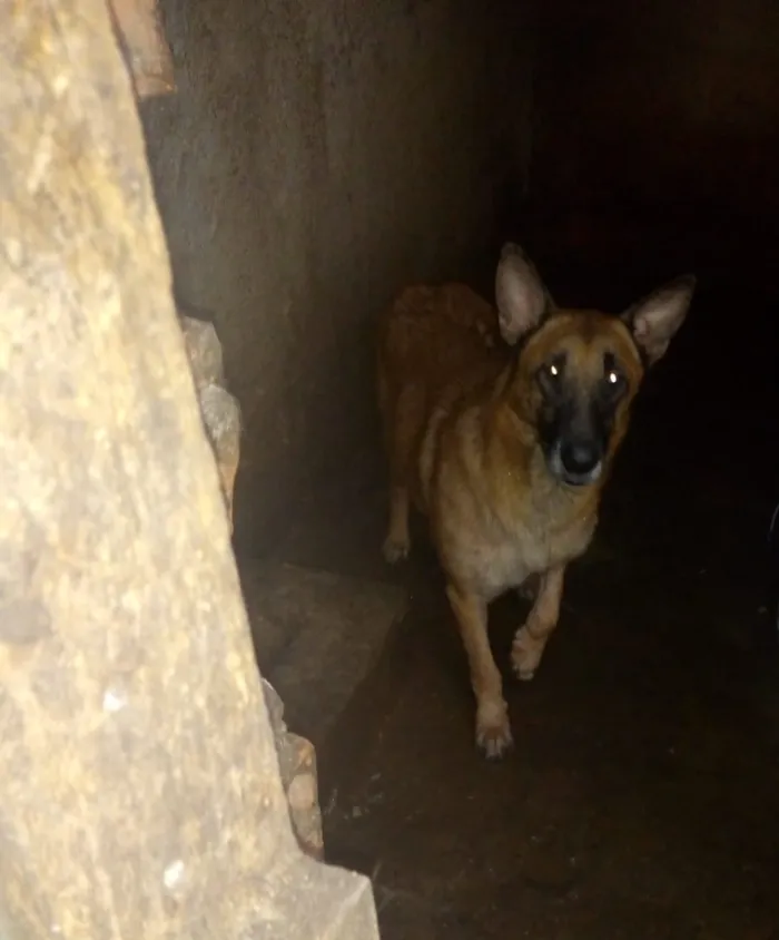 Cachorro ra a Pastor Alemão idade 6 ou mais anos nome caramelo