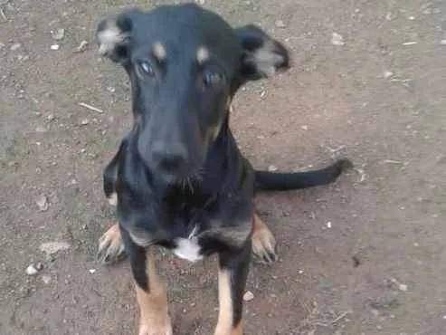Cachorro ra a Pastor alemão  idade 2 a 6 meses nome Nina