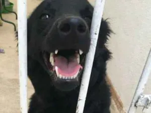Cachorro raça Border Collie com Vira Lata idade 1 ano nome Kita