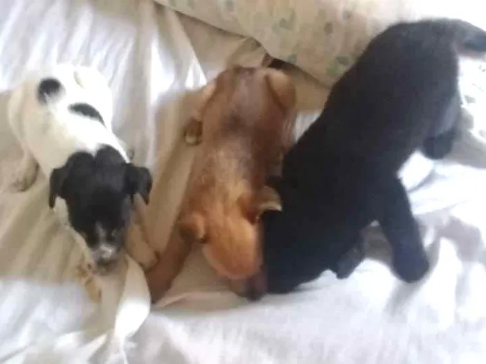 Cachorro ra a Indefinida idade Abaixo de 2 meses nome Sem nome