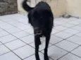 Scooby