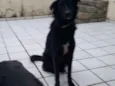Scooby