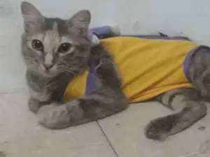 Gato raça Gata idade 2 a 6 meses nome Naty