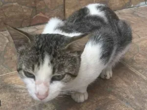 Gato raça SRD idade 1 ano nome Bartolomeu