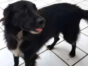 Cachorro raça Srd idade 3 anos nome Velma