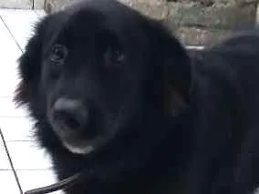 Cachorro raça Srd idade 3 anos nome Scooby