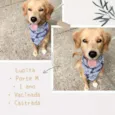 Lupita
